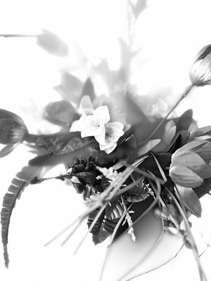 Portrait of Plants- Blossoms in High Key Black and White
